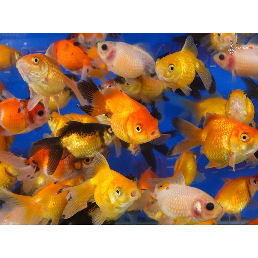 2-2.5" Imported Mixed Pearlscale Goldfish - Image 7