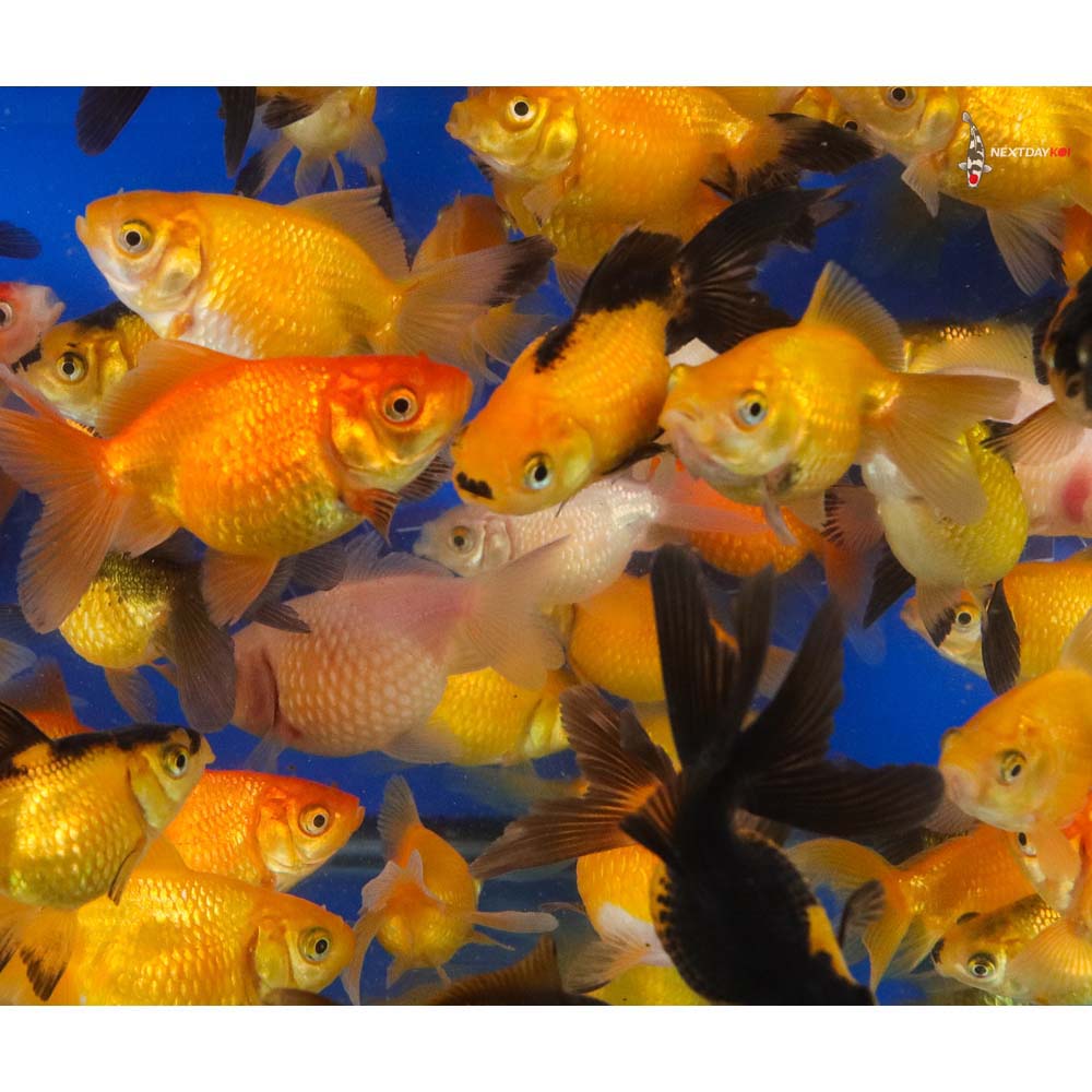2-2.5" Imported Mixed Pearlscale Goldfish - Image 9