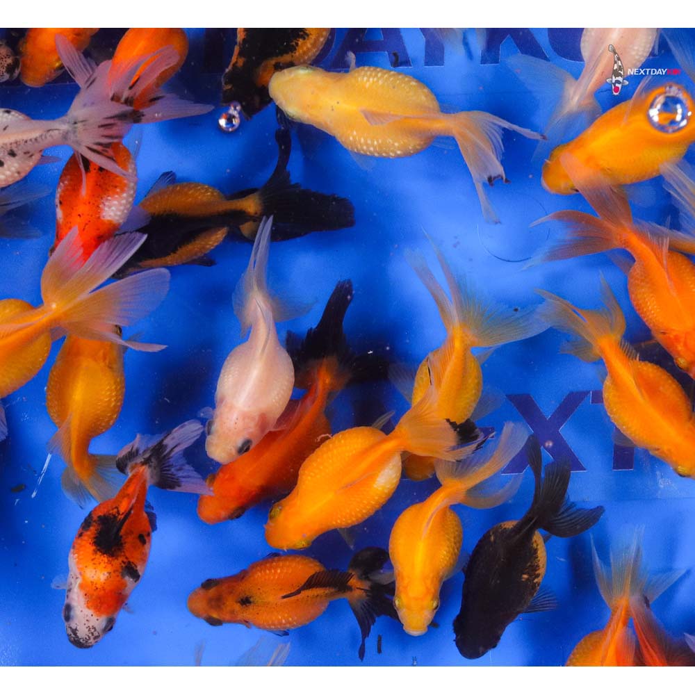 2-2.5" Imported Mixed Pearlscale Goldfish - Image 4