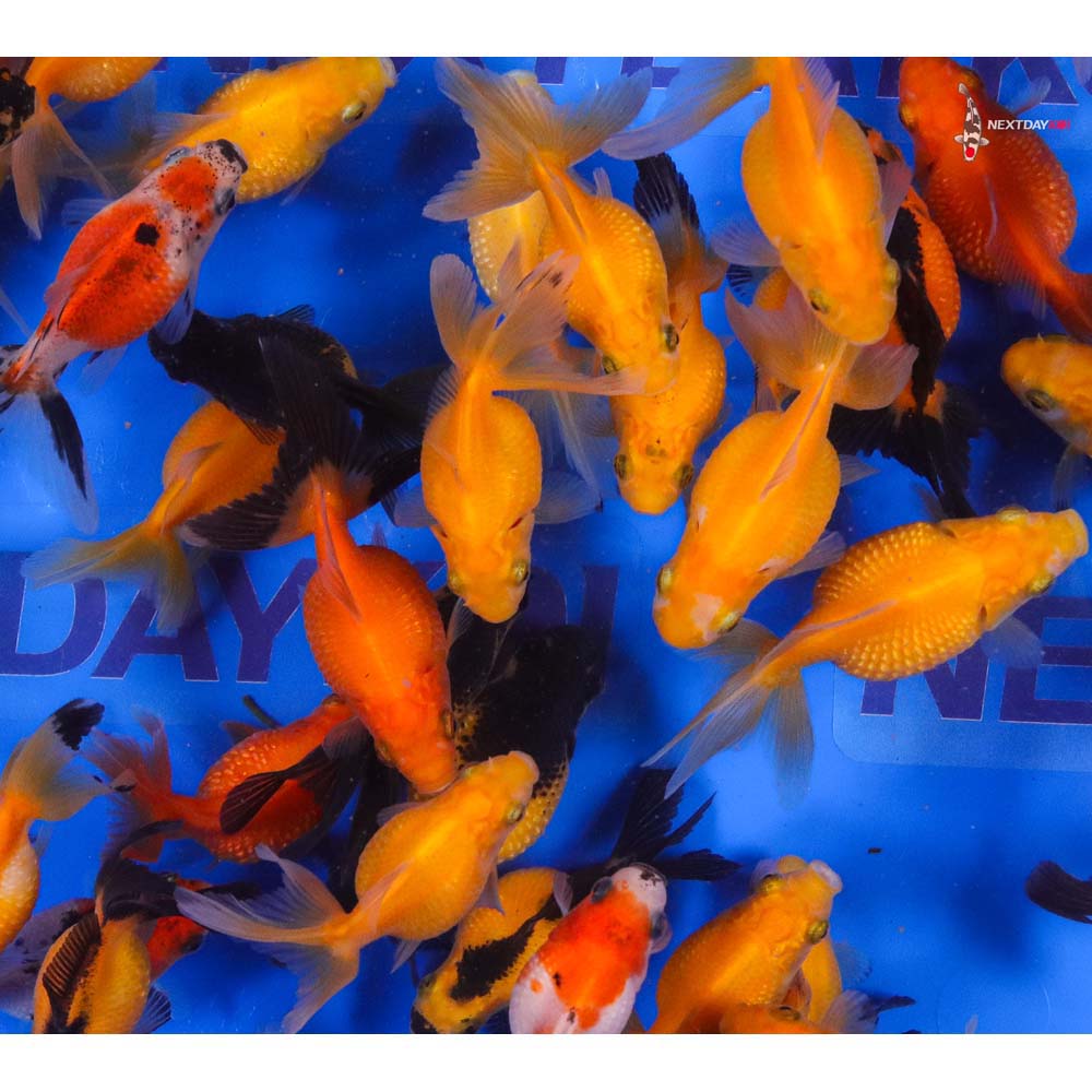 2-2.5" Imported Mixed Pearlscale Goldfish - Image 6