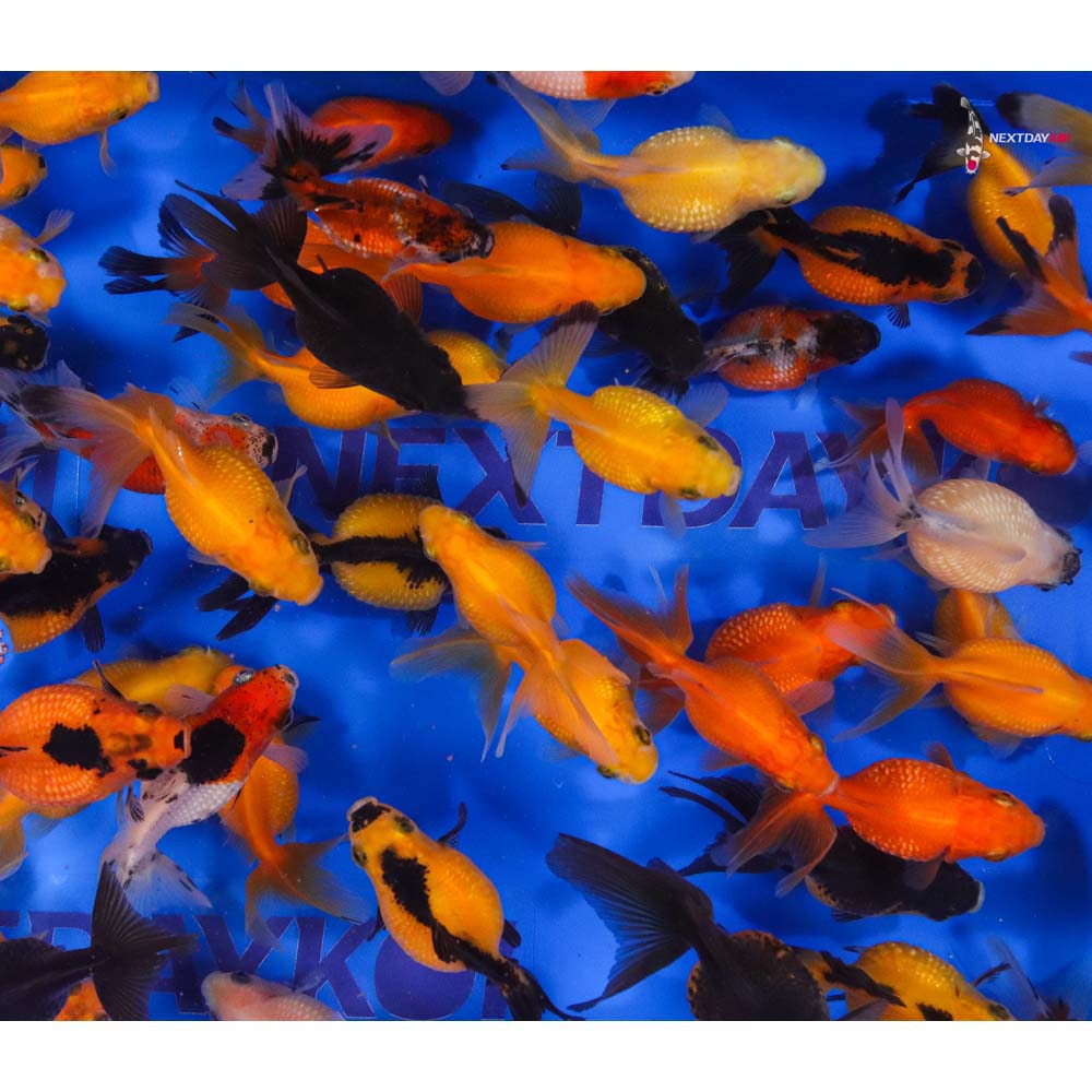 2-2.5" Imported Mixed Pearlscale Goldfish - Image 8