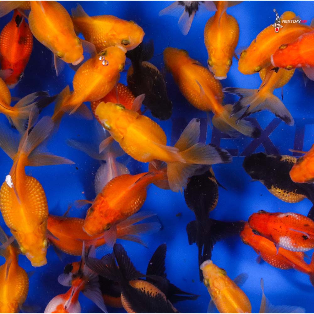 2-2.5" Imported Mixed Pearlscale Goldfish - Image 12