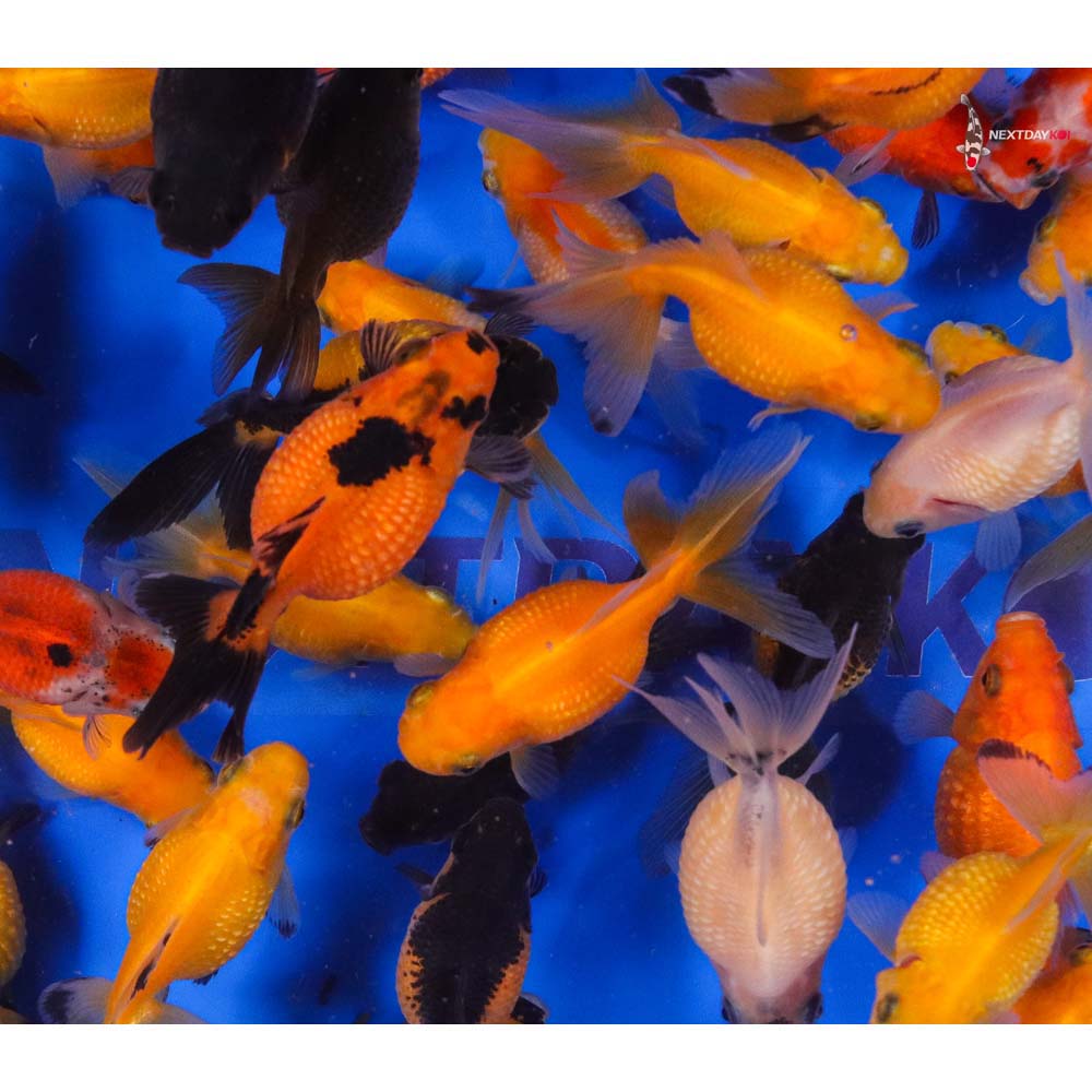 2-2.5" Imported Mixed Pearlscale Goldfish - Image 10