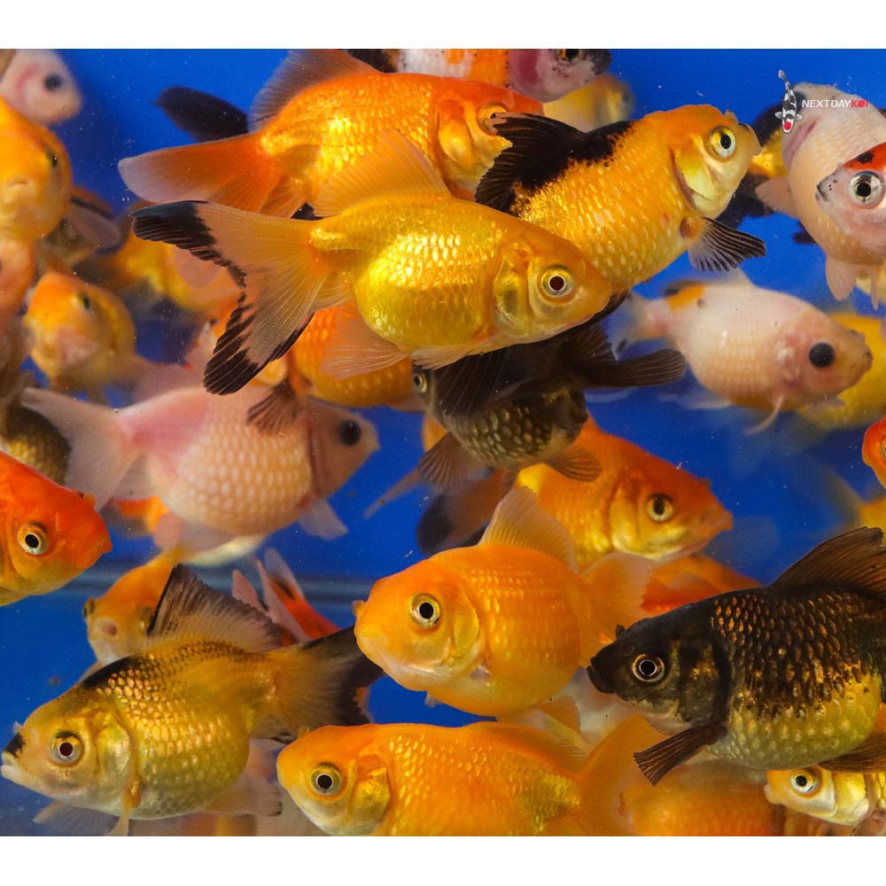 2-2.5" Imported Mixed Pearlscale Goldfish - Image 3