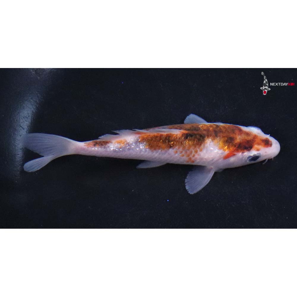 4” Imported Goromo