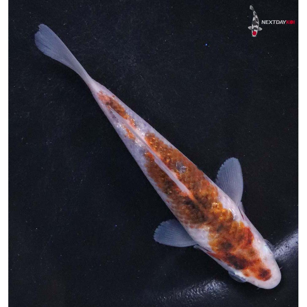 4” Imported Goromo