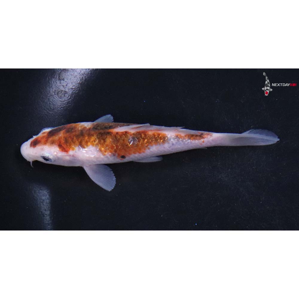 4” Imported Goromo