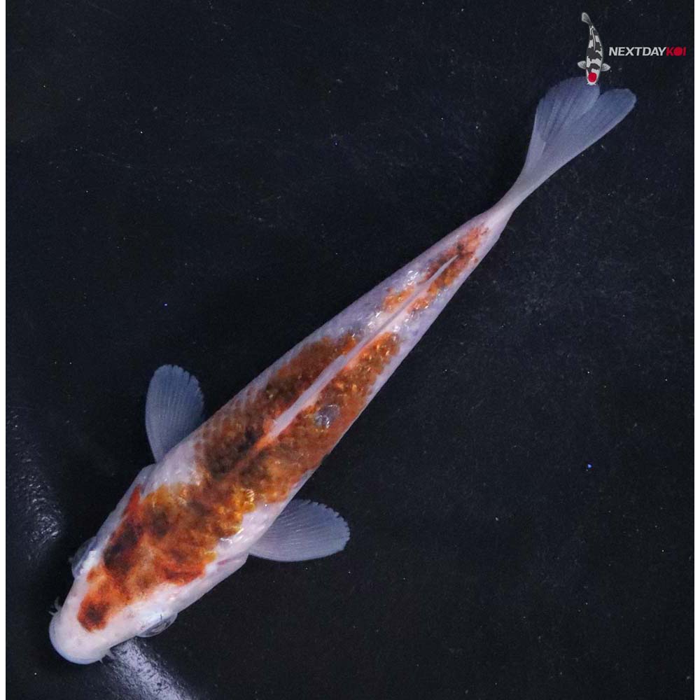 4” Imported Goromo