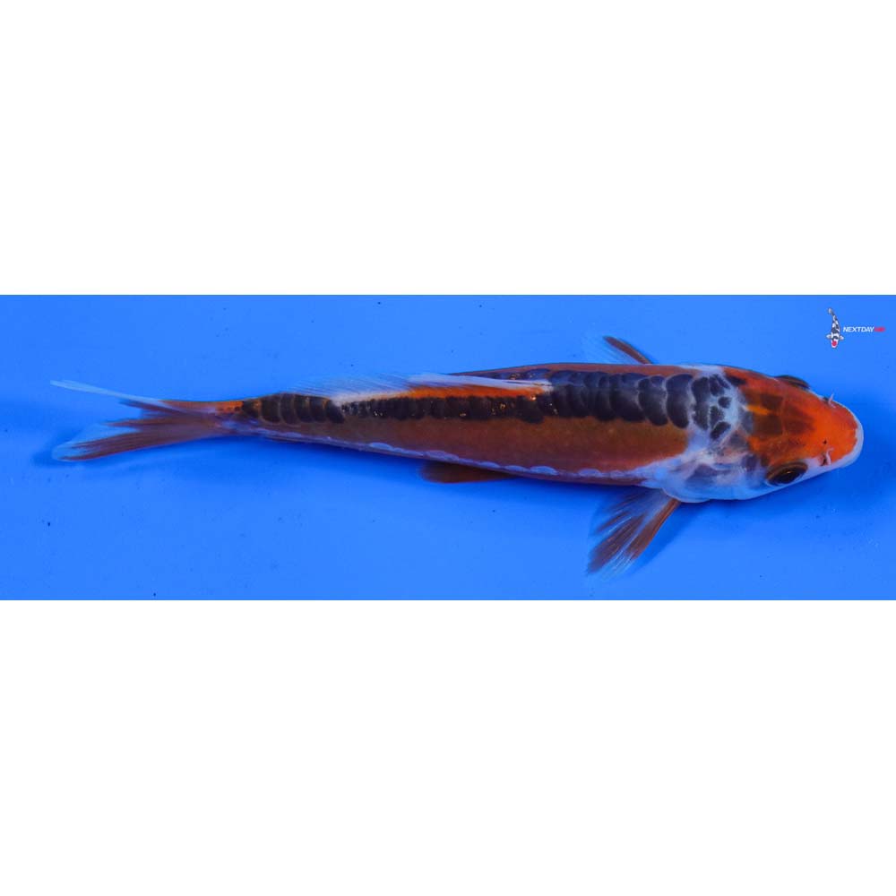 5” Imported Hana Shusui