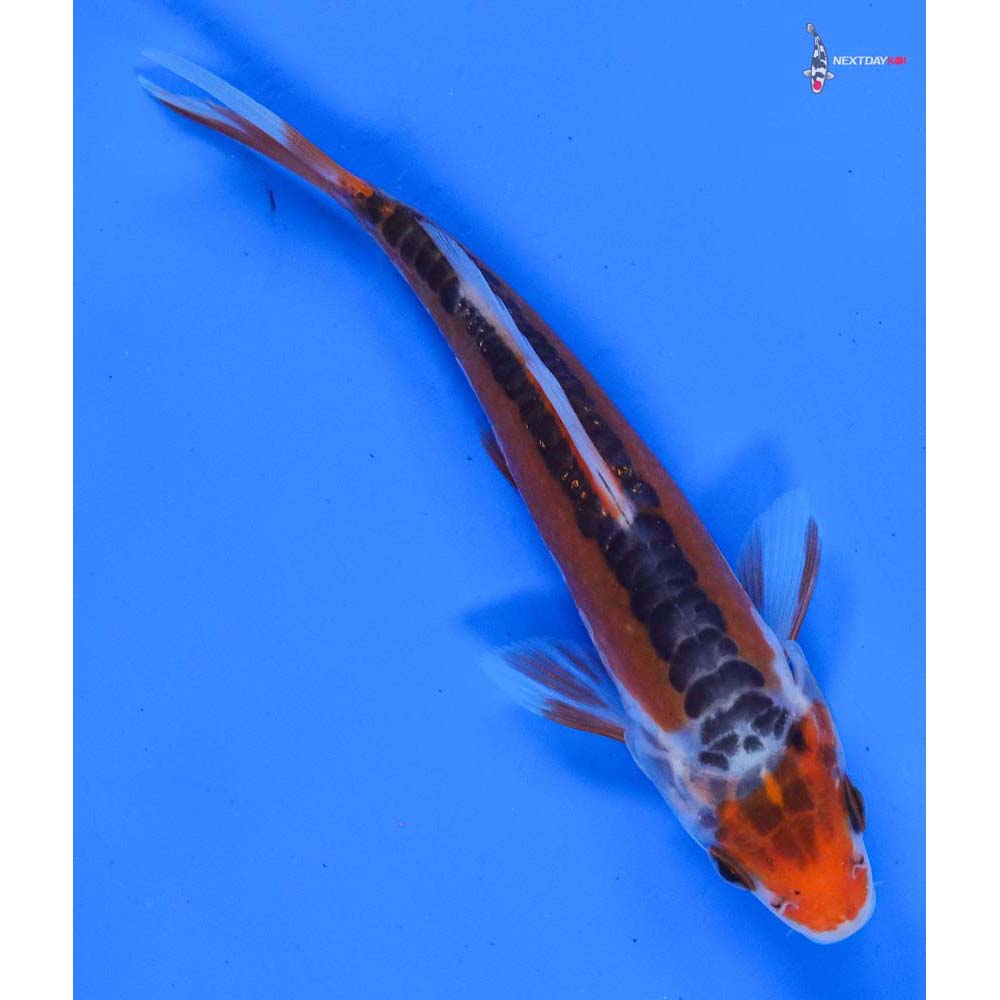 5” Imported Hana Shusui