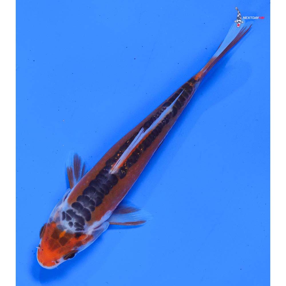 5” Imported Hana Shusui