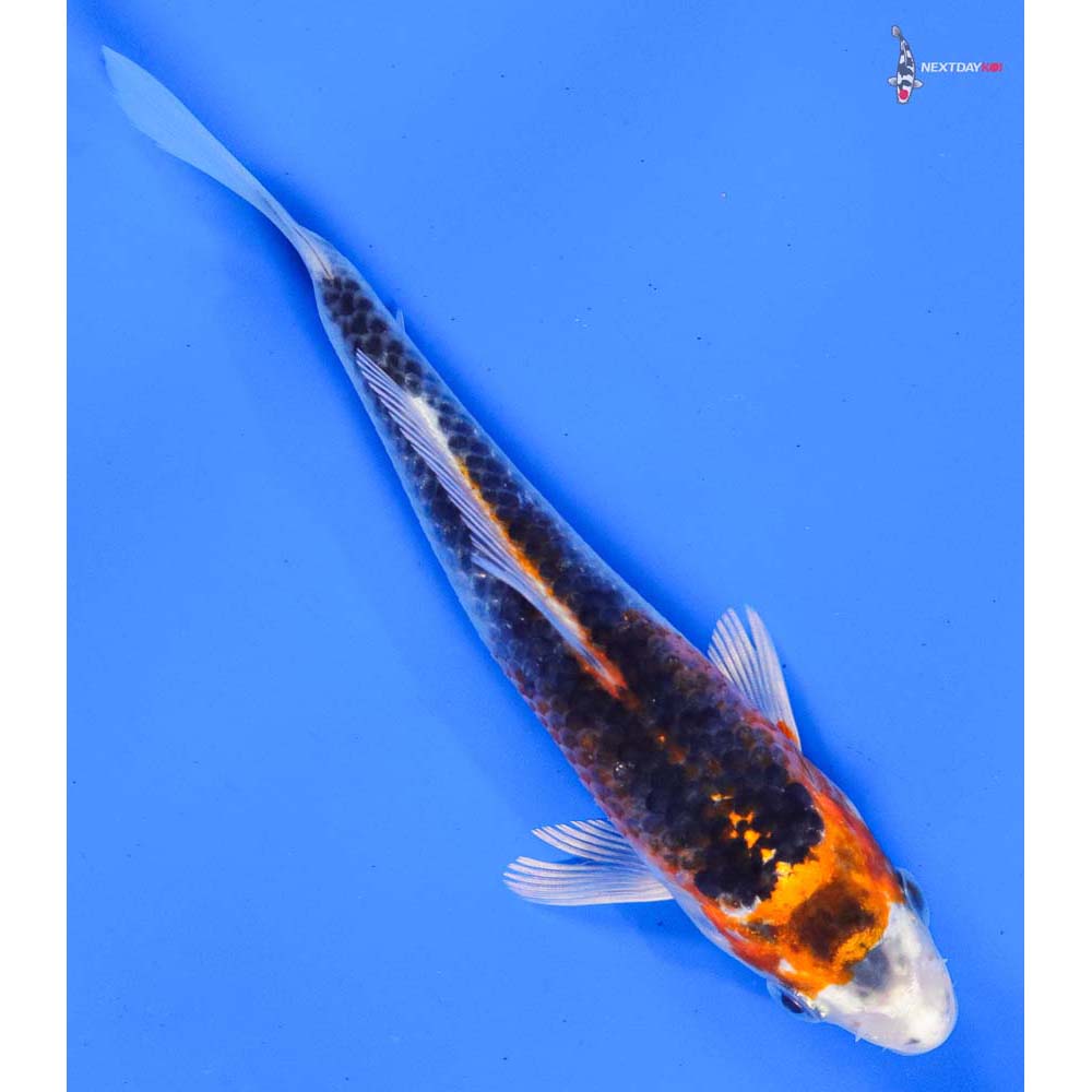 5” Imported Kujaku