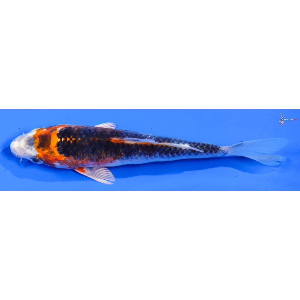 5” Imported Kujaku