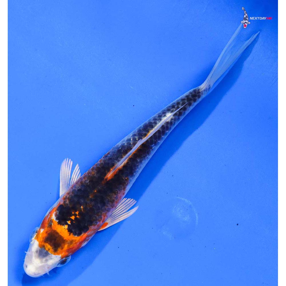 5” Imported Kujaku