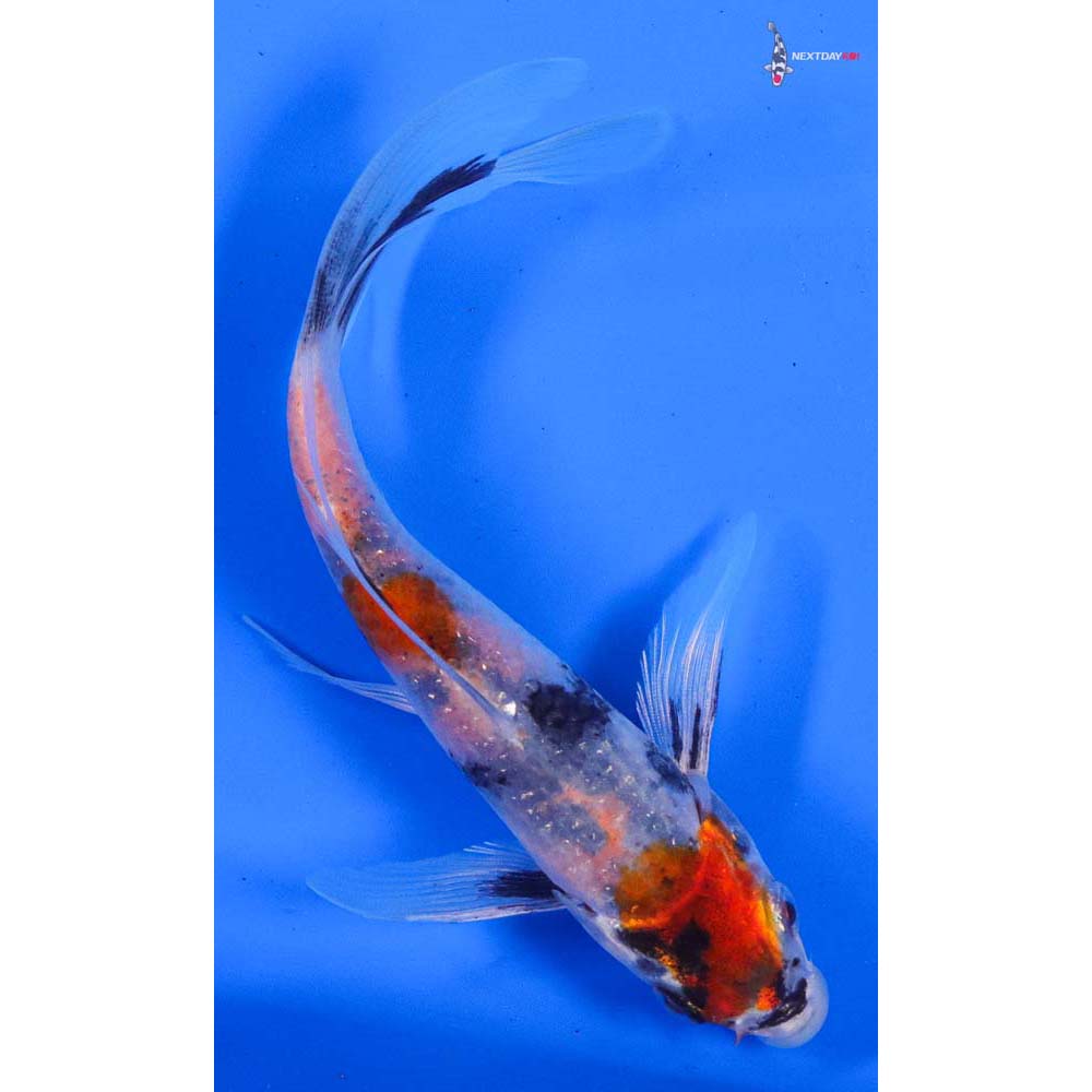 5” Imported Kin Showa Butterfly Koi