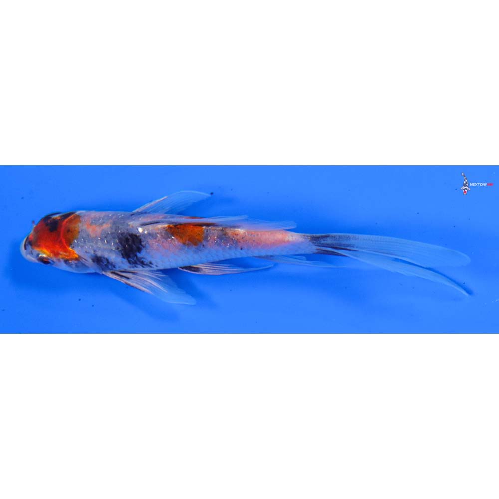 5” Imported Kin Showa Butterfly Koi