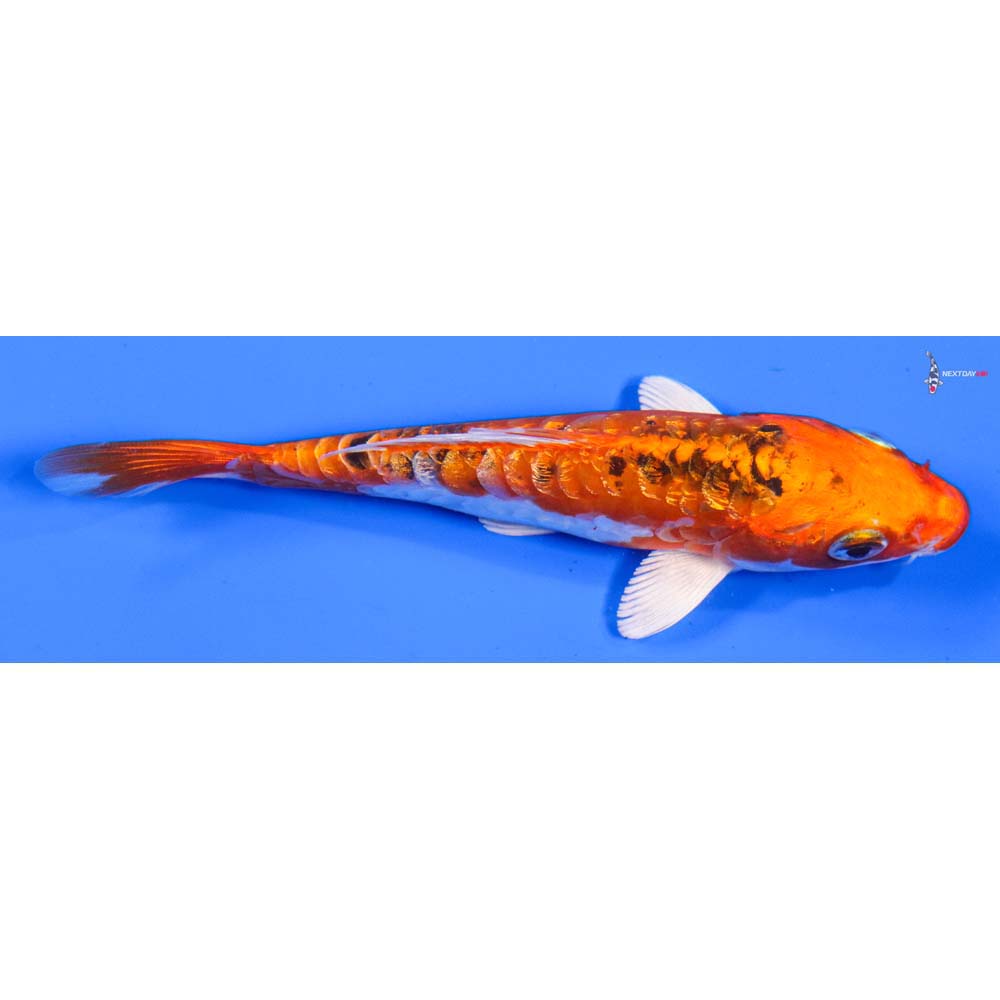 5” Imported Gin Rin Heisei Nishiki