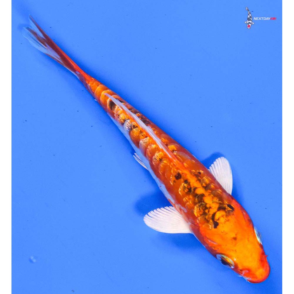 5” Imported Gin Rin Heisei Nishiki