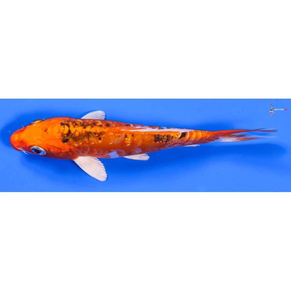 5” Imported Gin Rin Heisei Nishiki