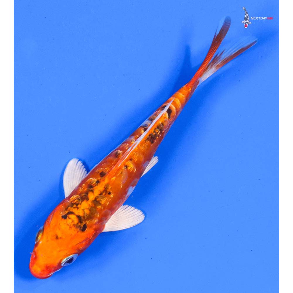 5” Imported Gin Rin Heisei Nishiki