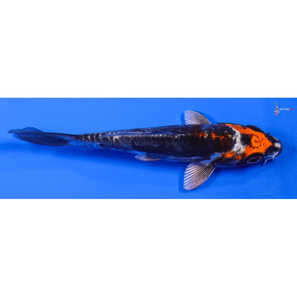 5” Imported Kin Kikokuryu