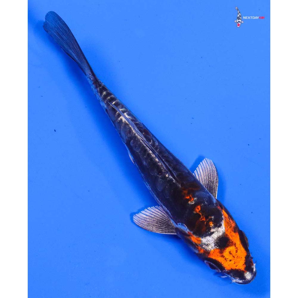 5” Imported Kin Kikokuryu