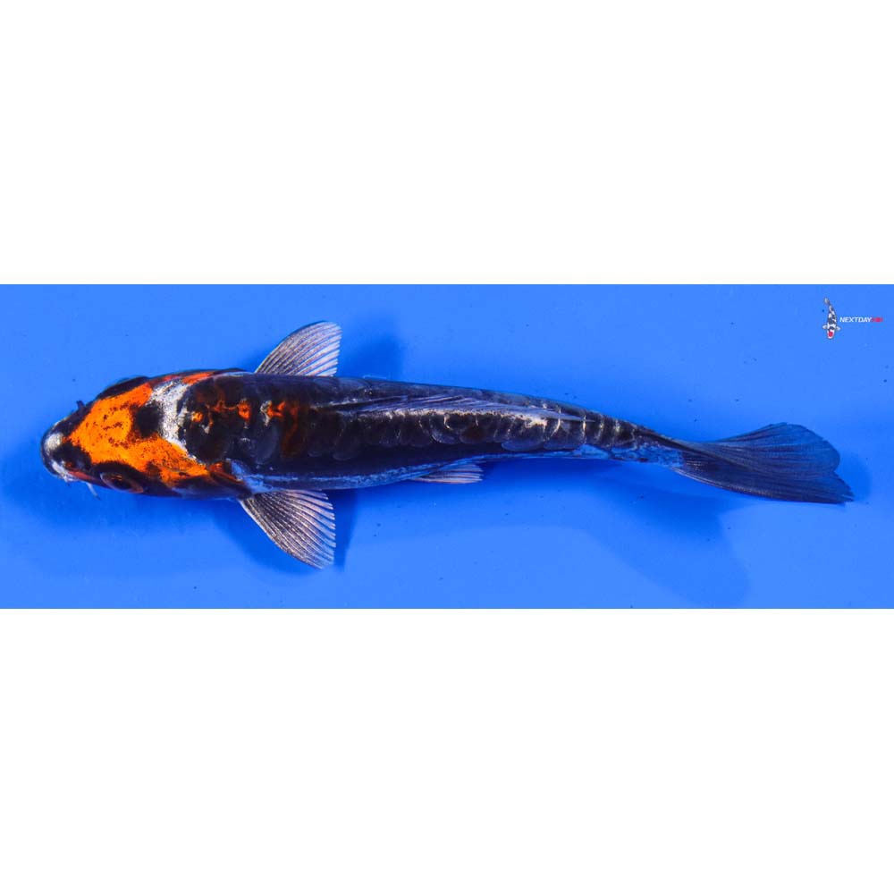 5” Imported Kin Kikokuryu
