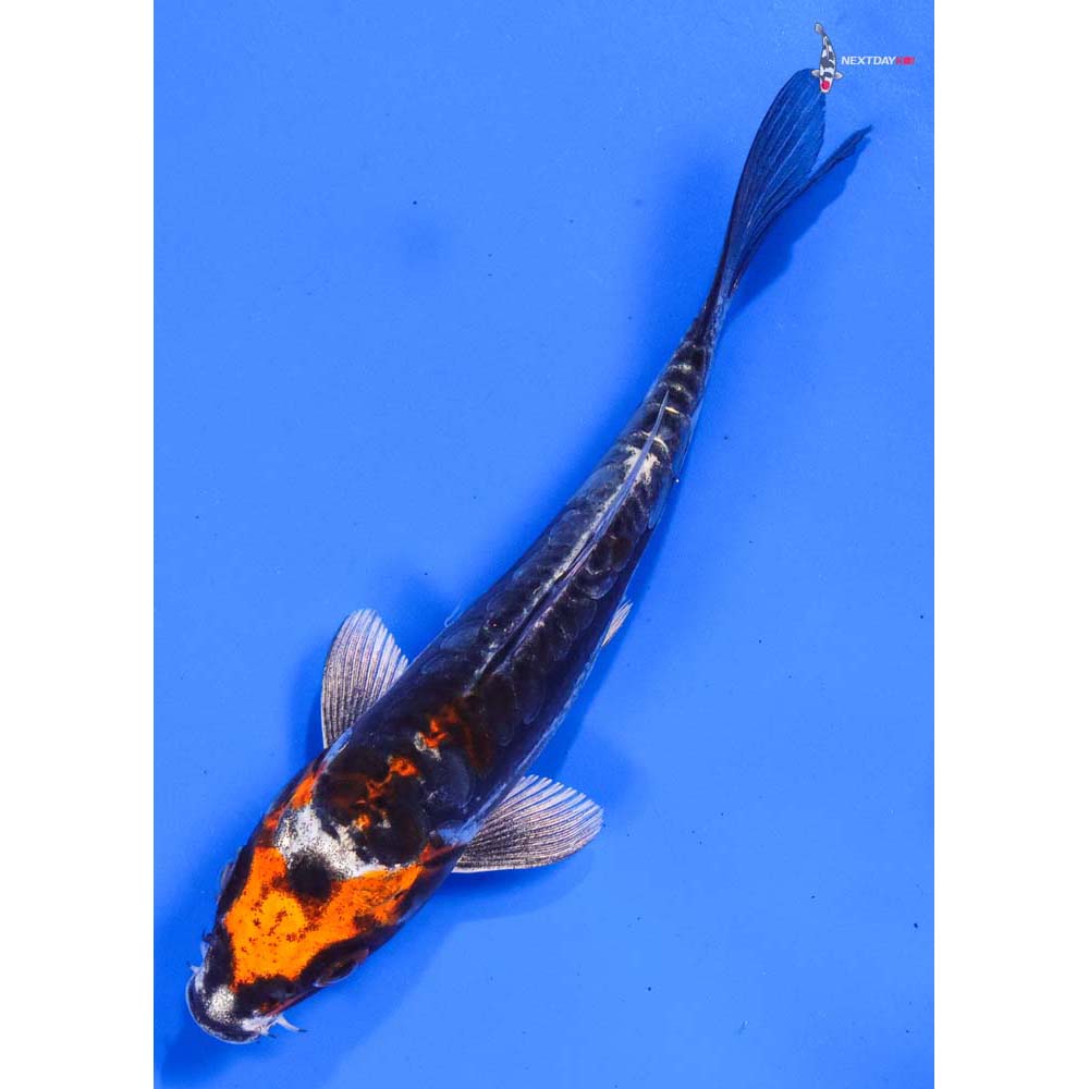 5” Imported Kin Kikokuryu