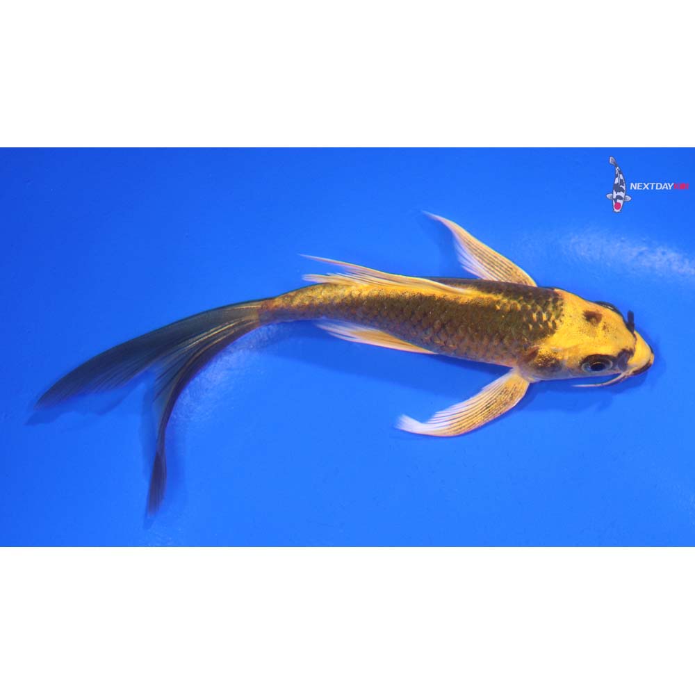 5” Imported Ki Matsuba Butterfly Koi