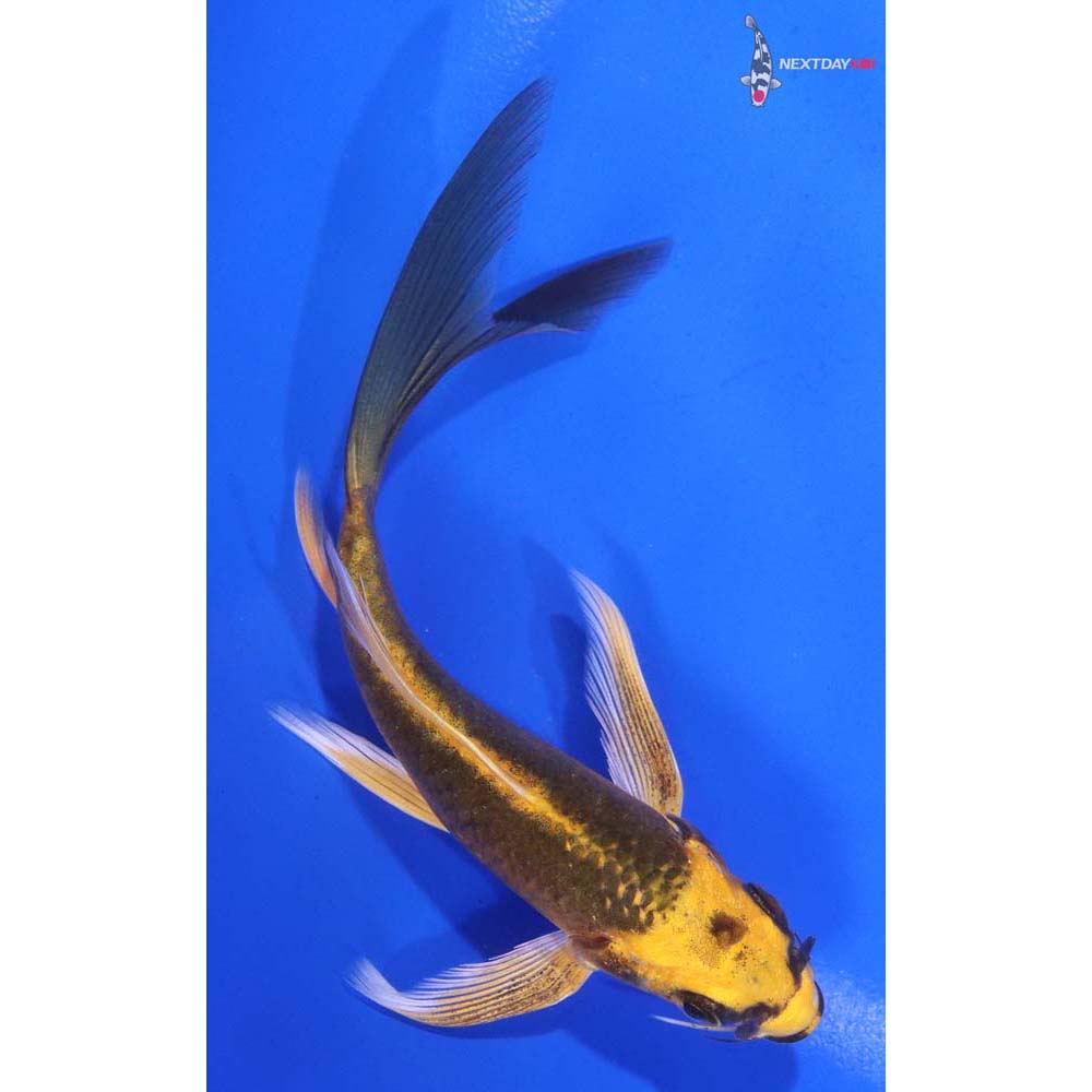 5” Imported Ki Matsuba Butterfly Koi