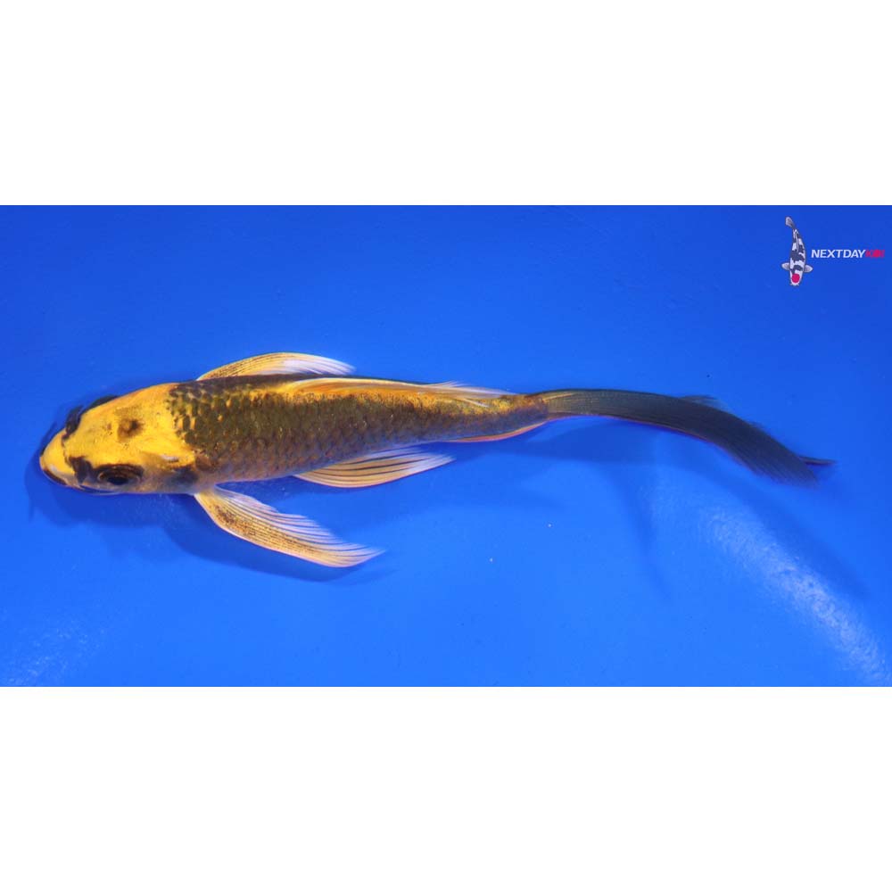 5” Imported Ki Matsuba Butterfly Koi