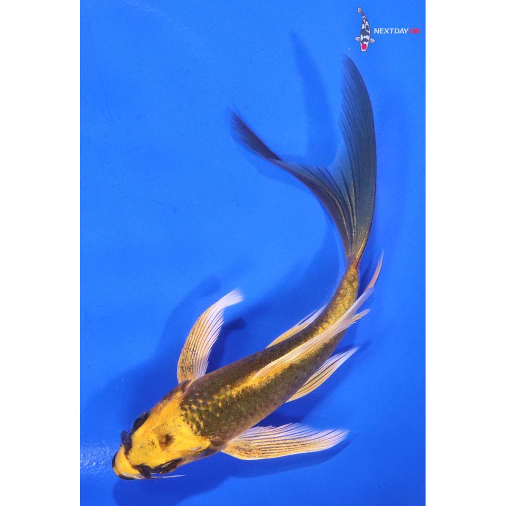 5” Imported Ki Matsuba Butterfly Koi