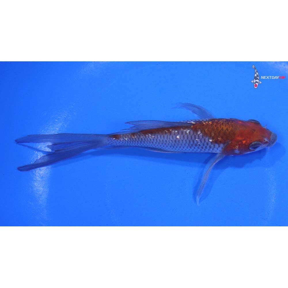 5” Imported Gin Rin Ochiba Shigure Butterfly Koi