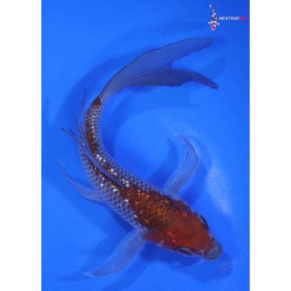 5” Imported Gin Rin Ochiba Shigure Butterfly Koi