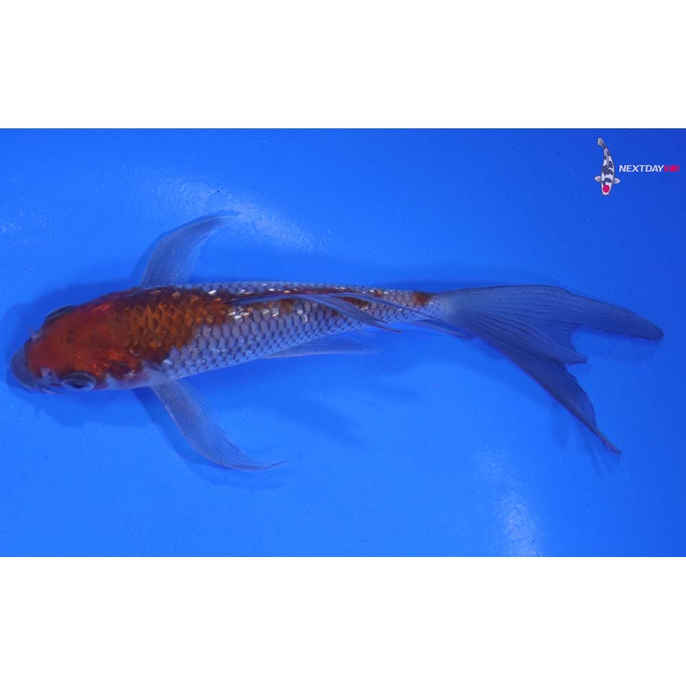 5” Imported Gin Rin Ochiba Shigure Butterfly Koi
