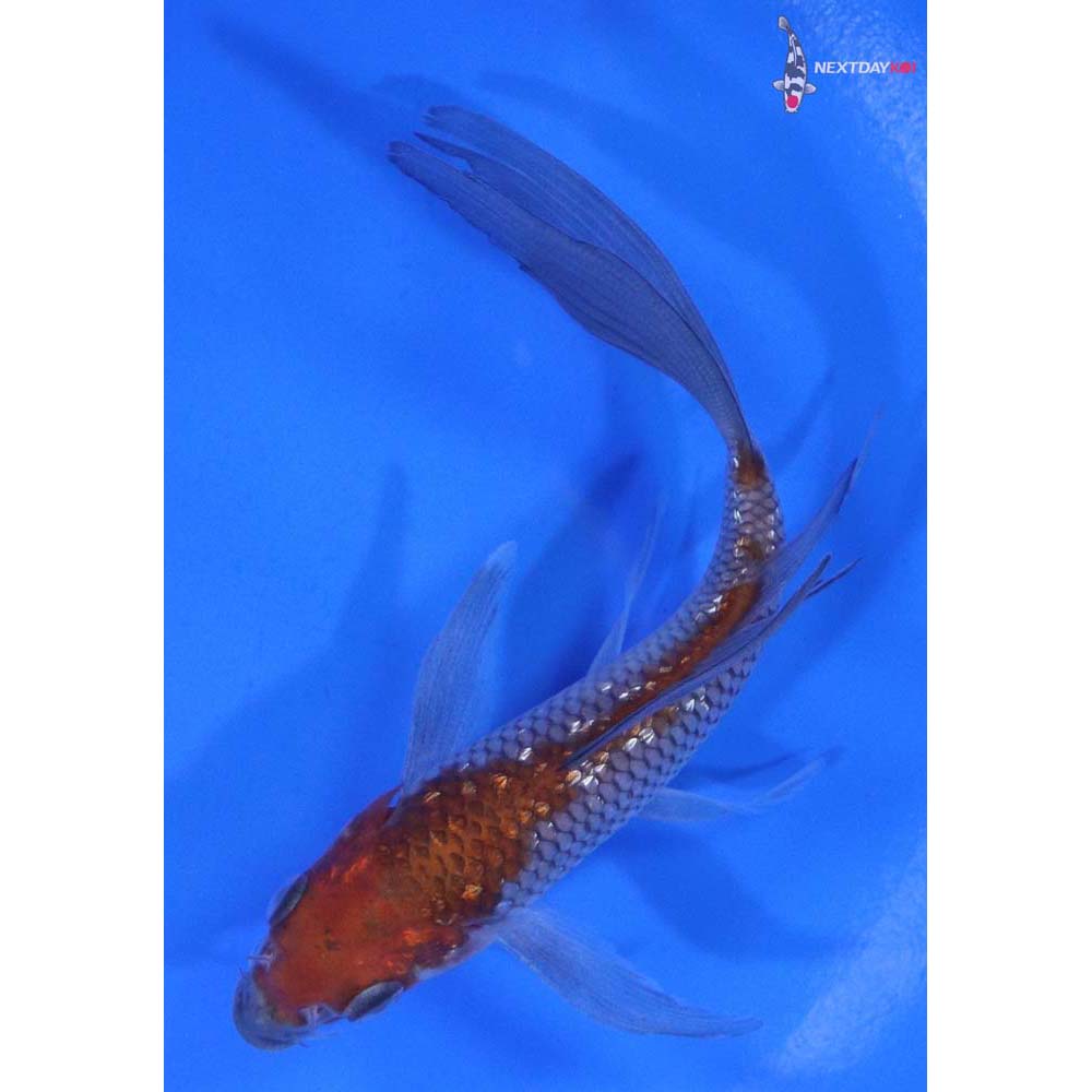 5” Imported Gin Rin Ochiba Shigure Butterfly Koi