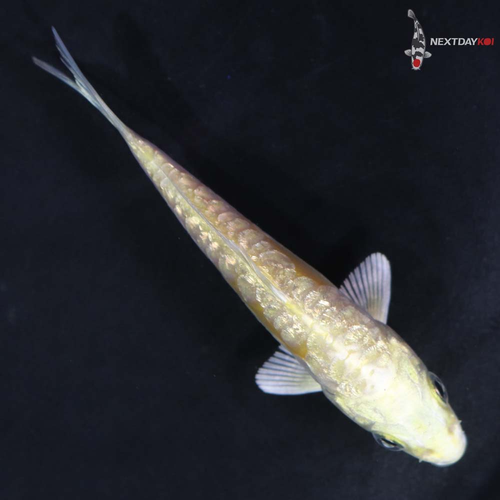 3” Imported Gin Rin Doitsu Yamabuki Ogon