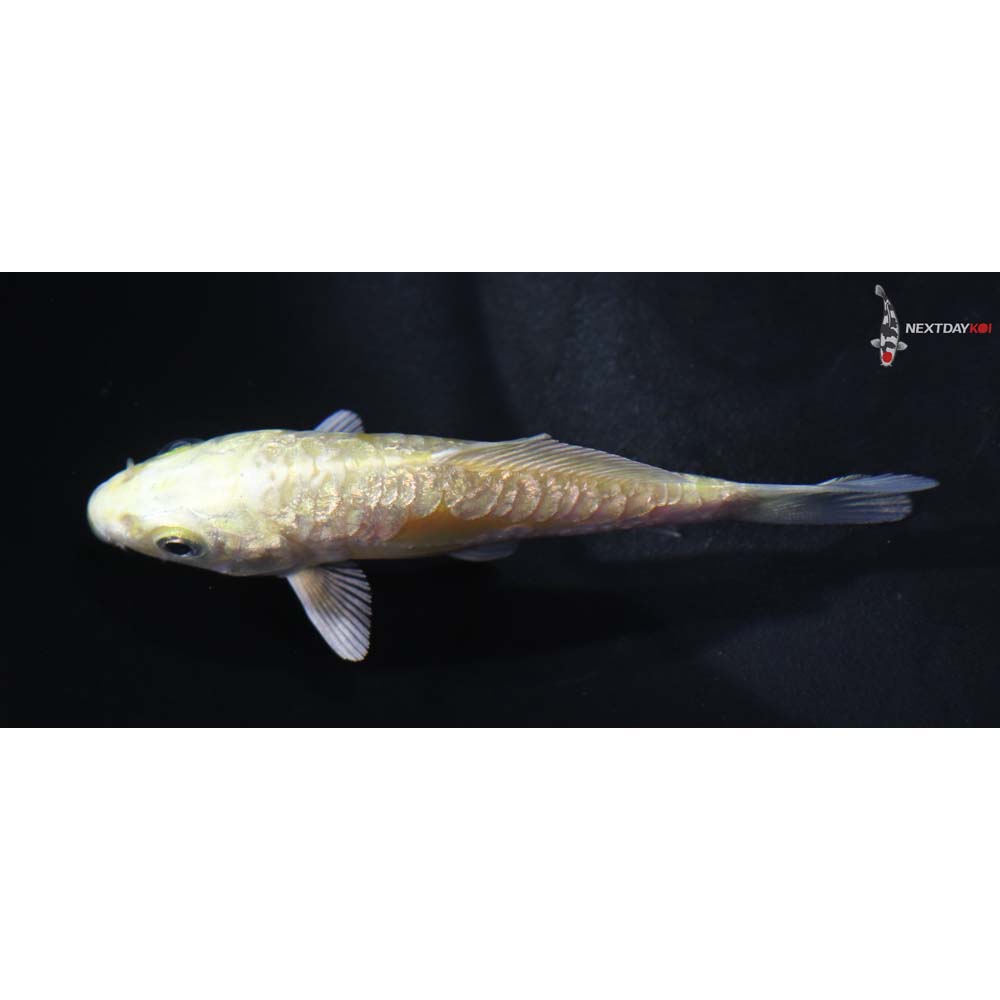 3” Imported Gin Rin Doitsu Yamabuki Ogon