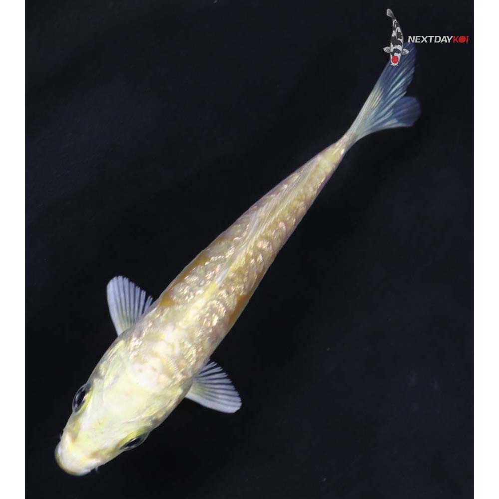 3” Imported Gin Rin Doitsu Yamabuki Ogon