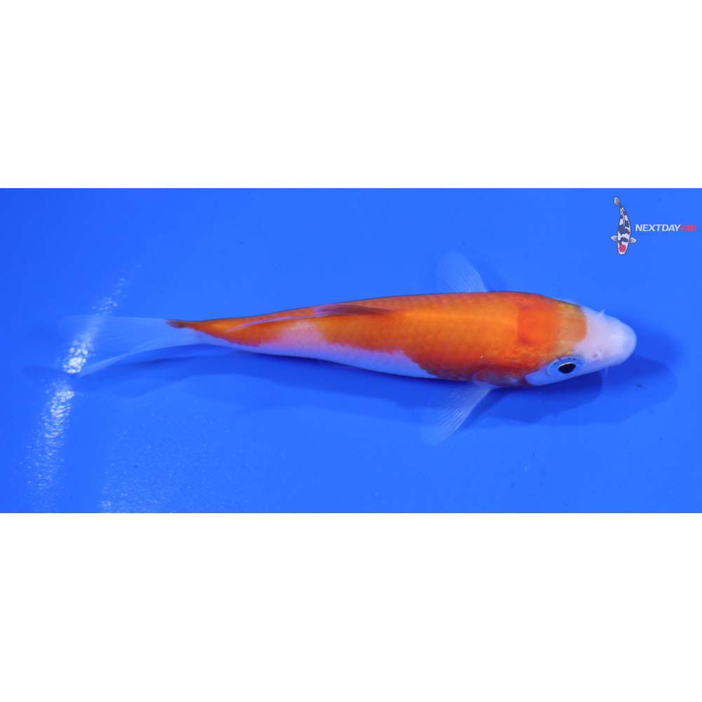 3.5” Imported Kohaku