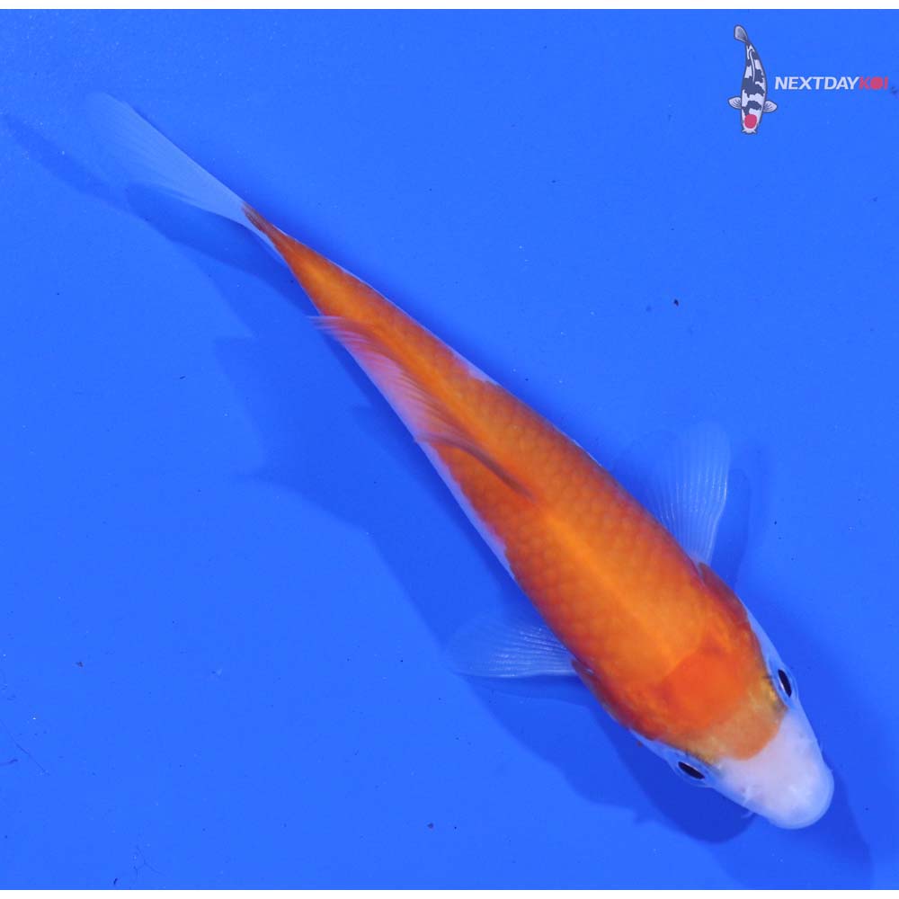 3.5” Imported Kohaku