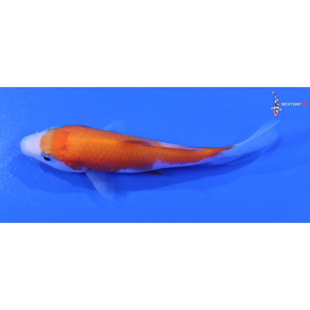3.5” Imported Kohaku