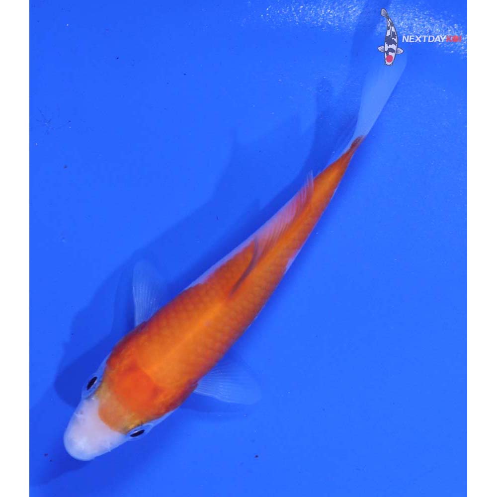3.5” Imported Kohaku