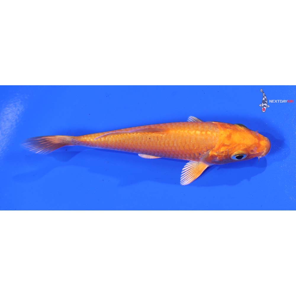 3.5” Imported Orenji Ogon