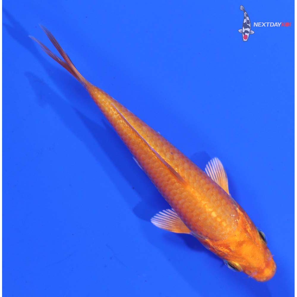 3.5” Imported Orenji Ogon