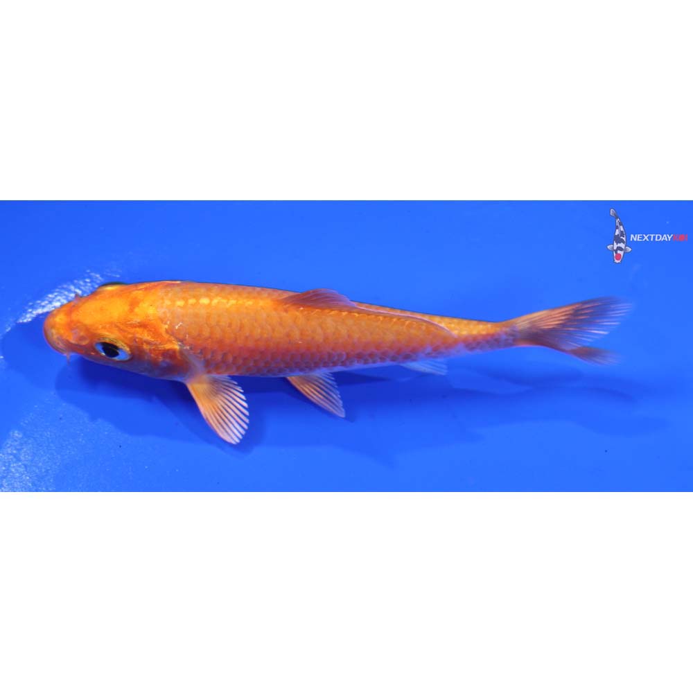 3.5” Imported Orenji Ogon