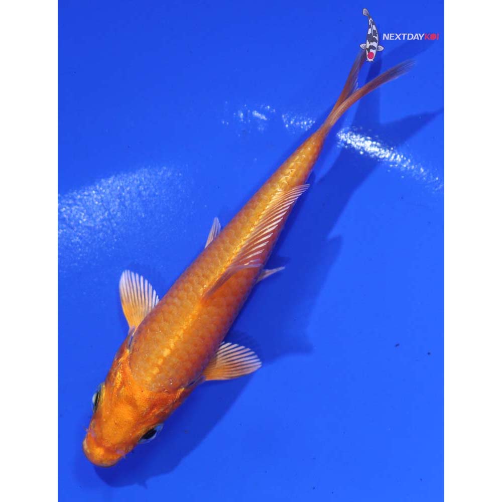 3.5” Imported Orenji Ogon