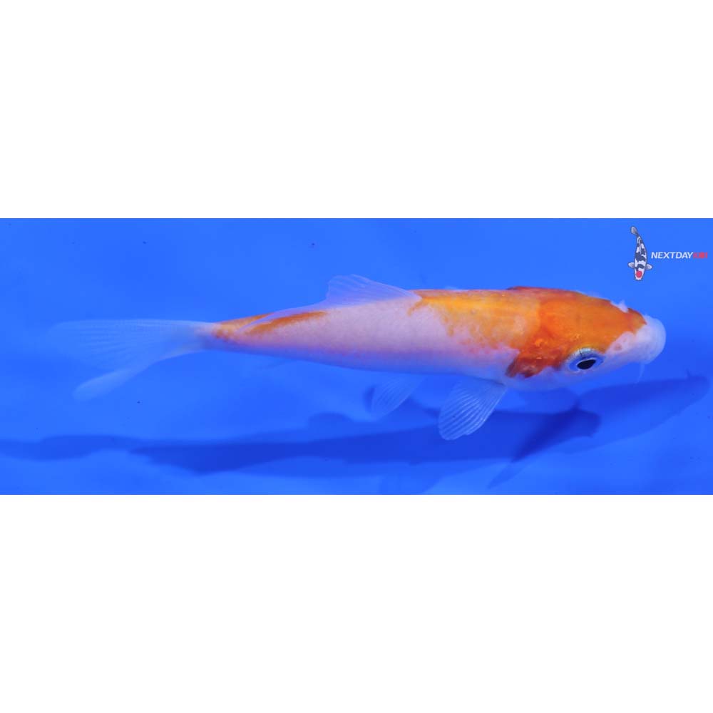 3.5” Imported Kohaku