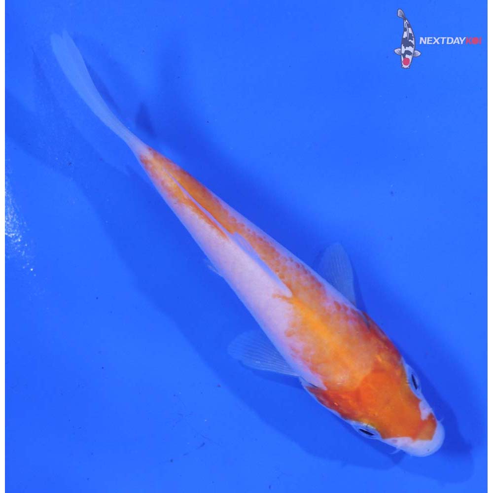 3.5” Imported Kohaku