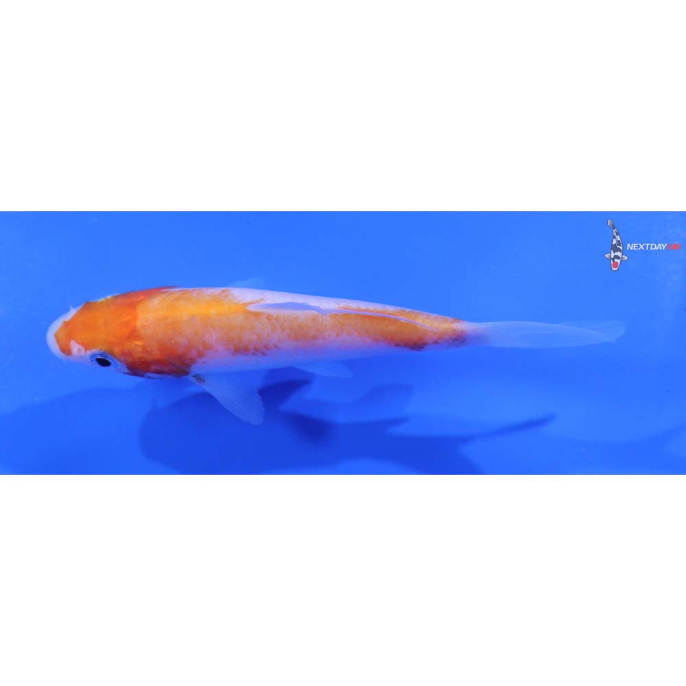 3.5” Imported Kohaku